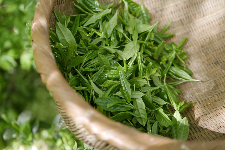 te verde foglie